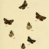 papilio alveus plate